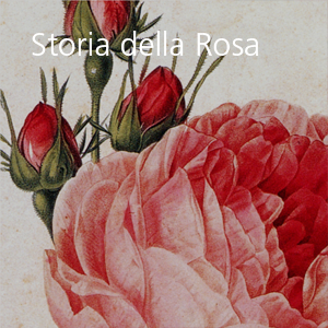 Storia della Rosa