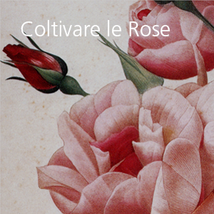 Coltivare le rose