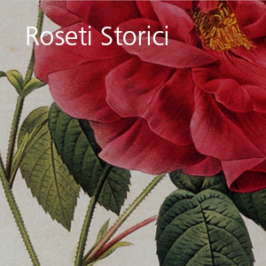 Roseti storici