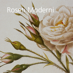 Roseti moderni