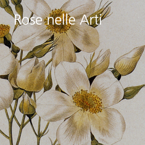 Rose nelle Arti