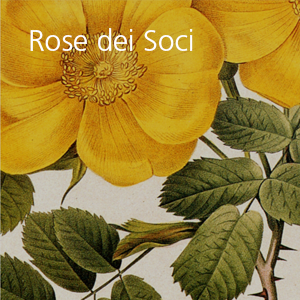 Rose dei soci